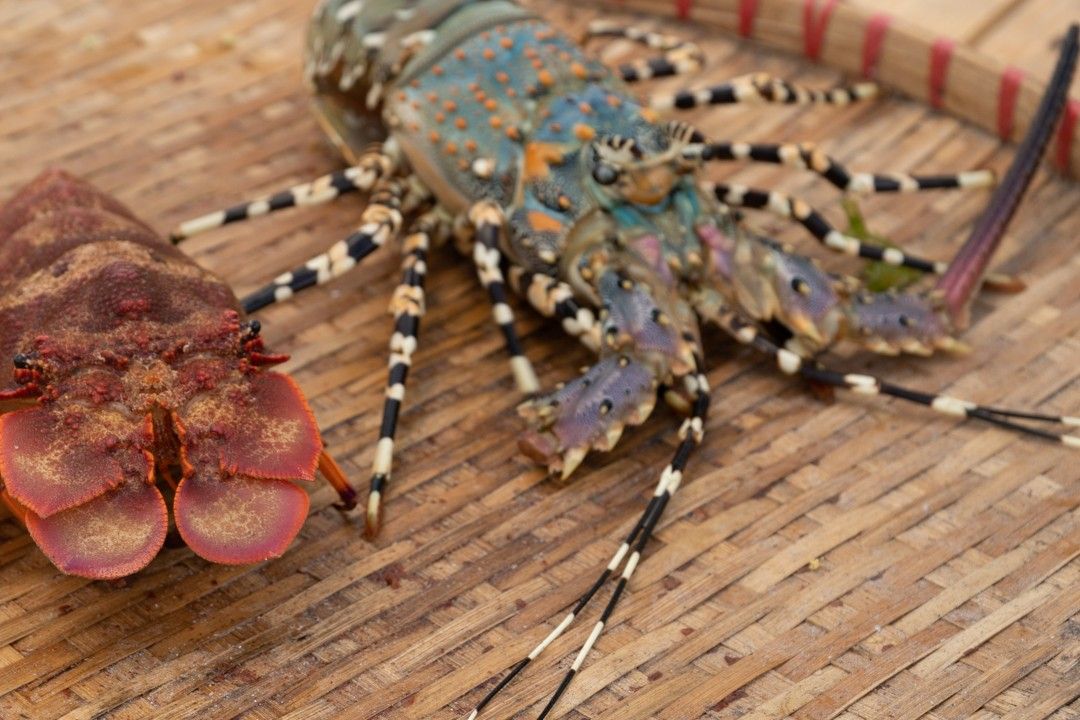 About Us - Blueskies Tourism Lobster Vietnam