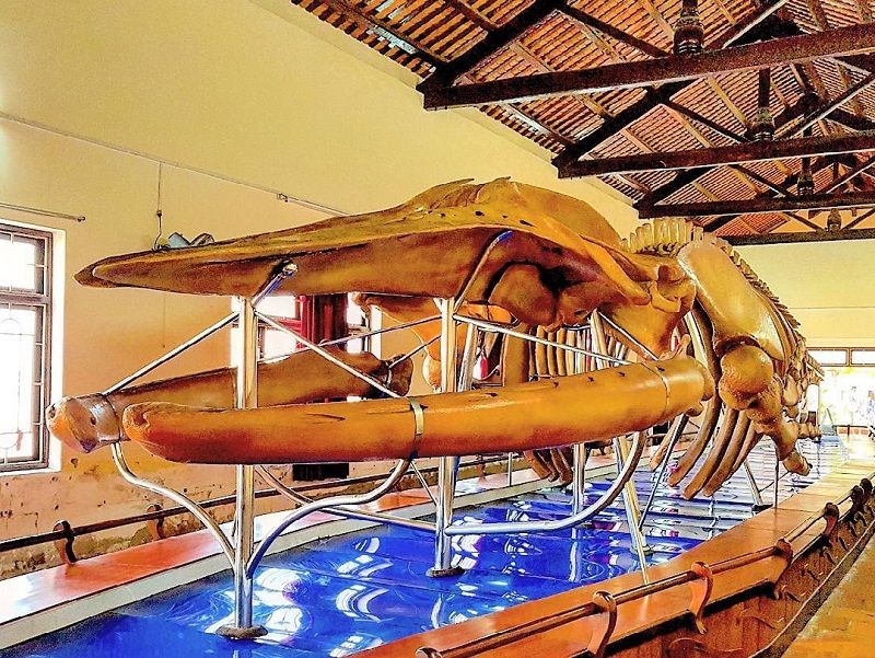 Whale Temple