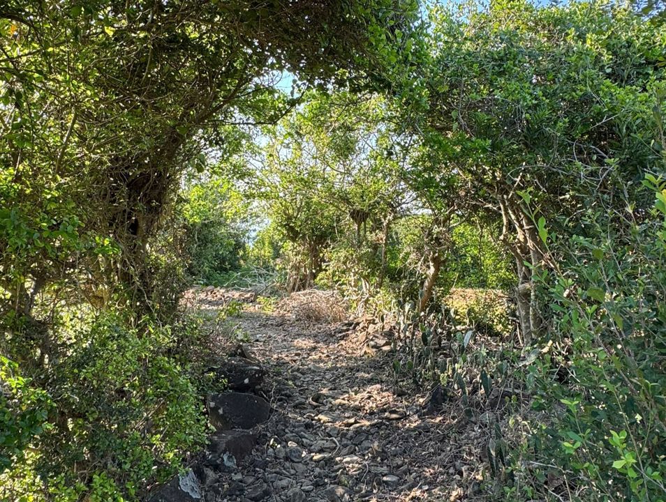 Antique Hill
