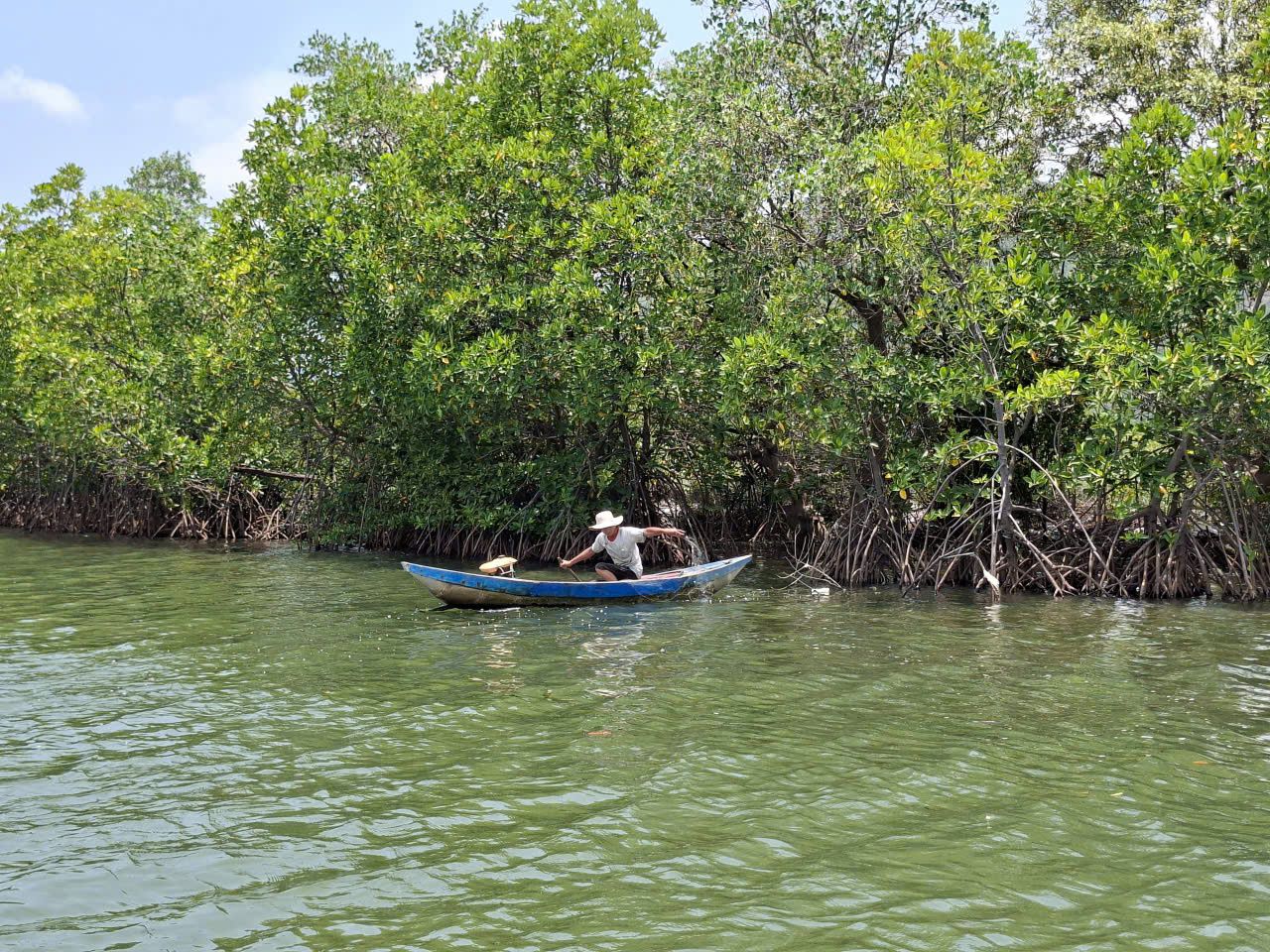 Mangrove Boat Tour
