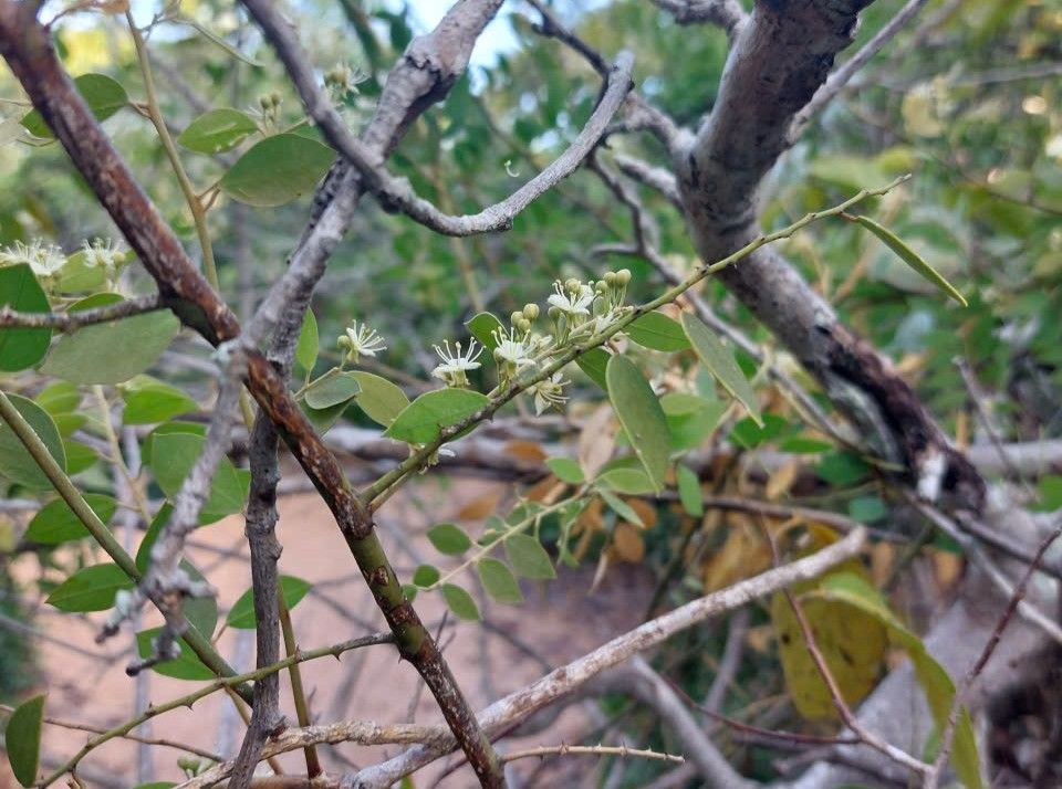 Surprising Flora