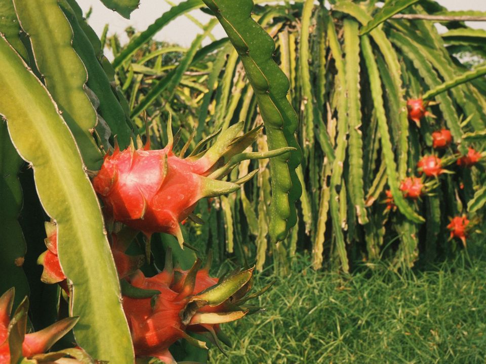 Dragon Fruit Farm