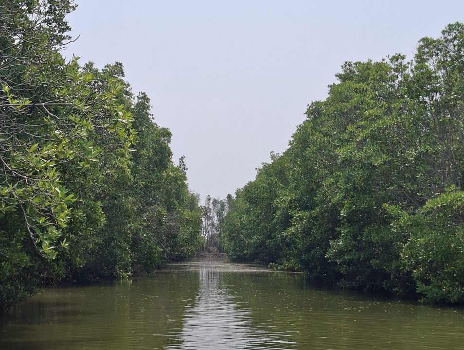Mangrove Boat Tour