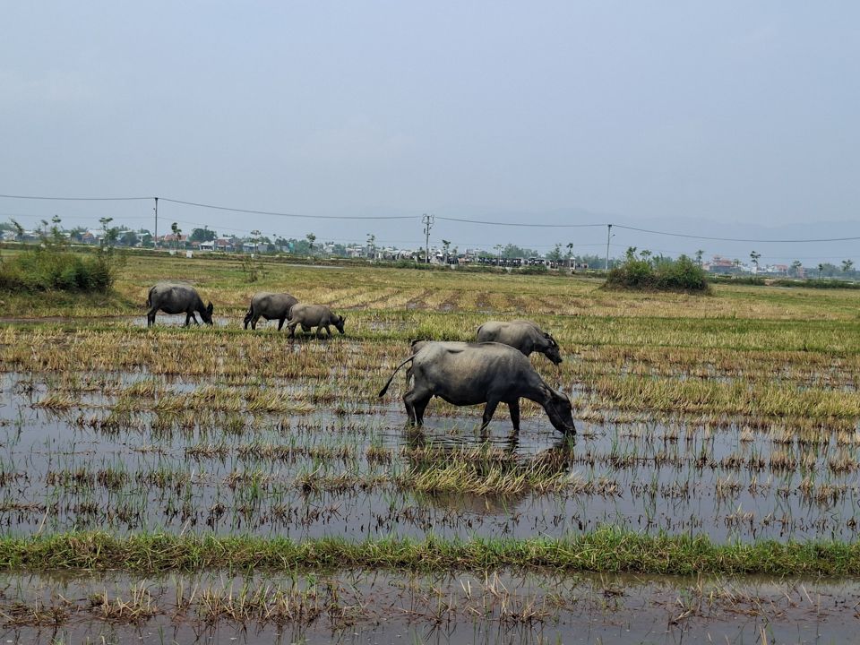 Peacefull Countryside
