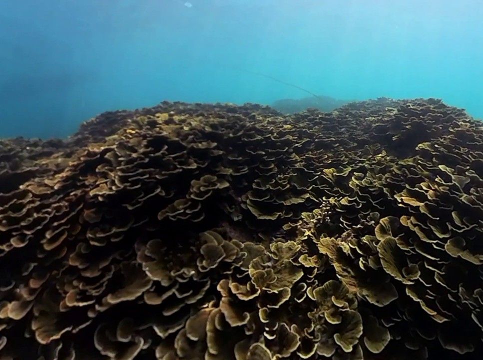 Table Coral