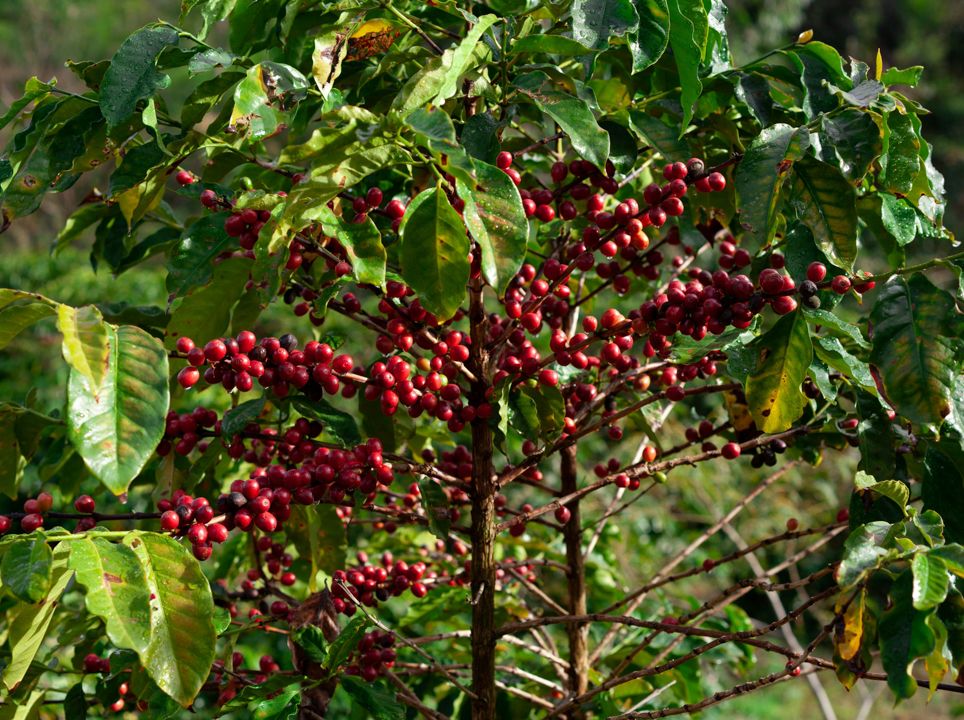 Coffee Farm