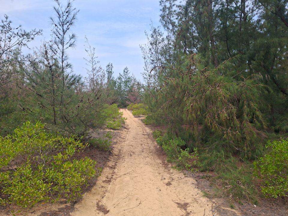 Wild Nature